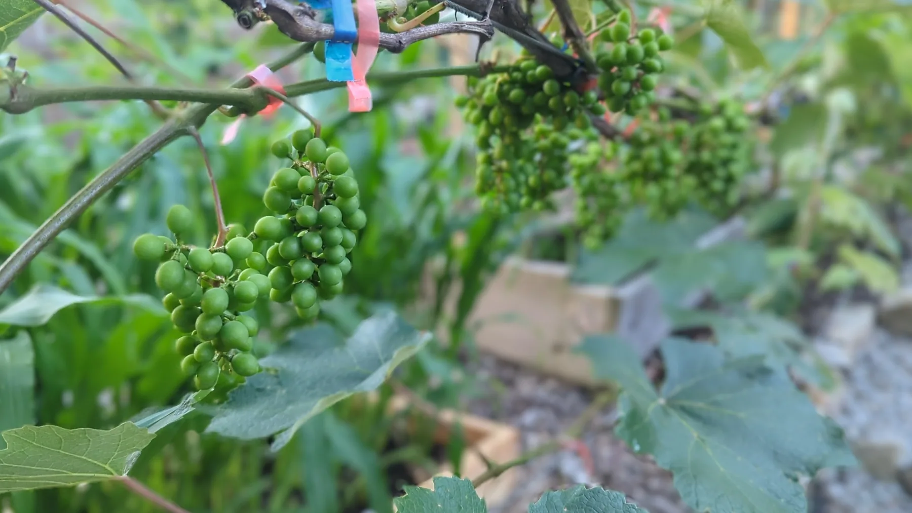 Niagara grapes