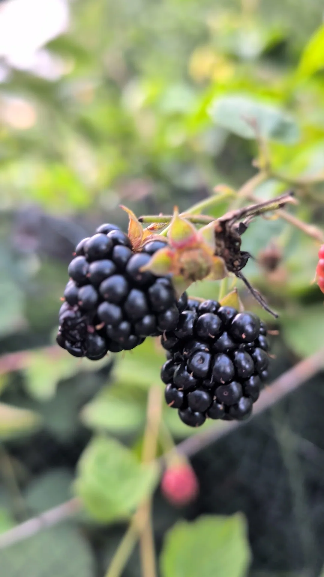 Black Berry Plant