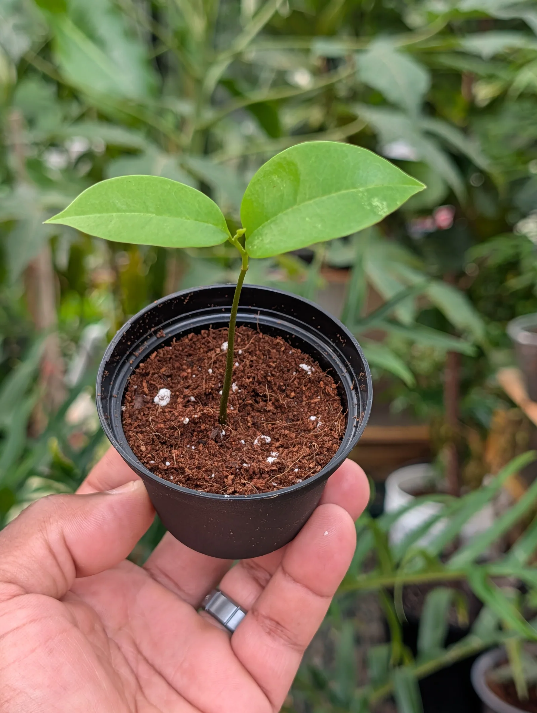 Soursop Seedling – Approximately 4 Inches Tall