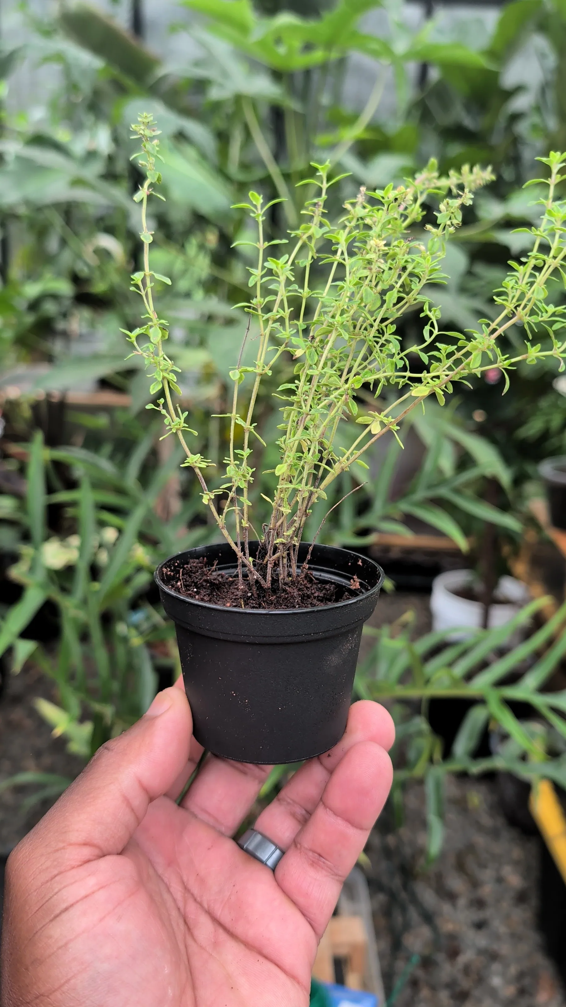 Lemon Thyme