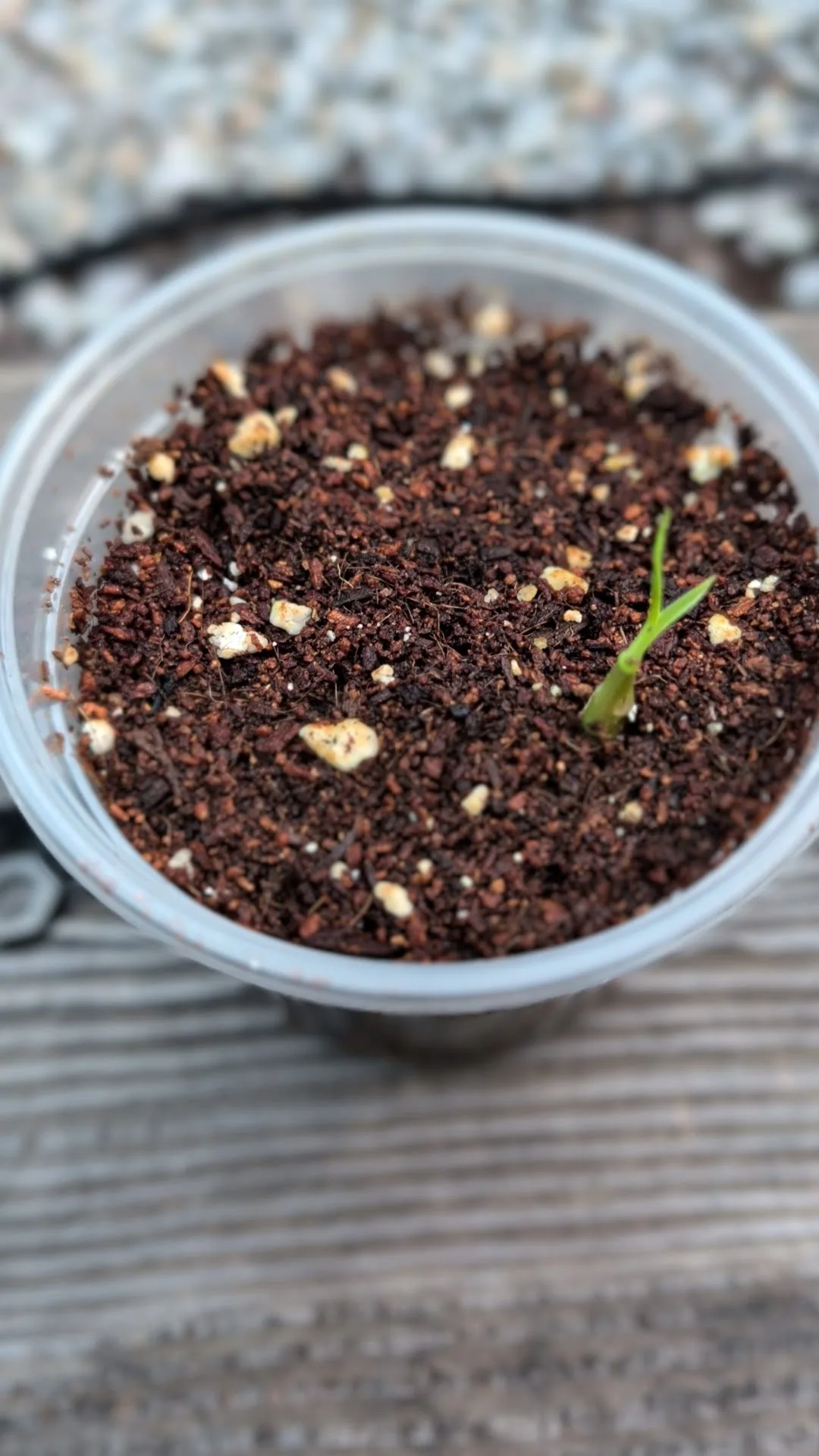Green Sugarcane Cutting Sprout – Live Sugar Cane Plant – Young Starter Plant