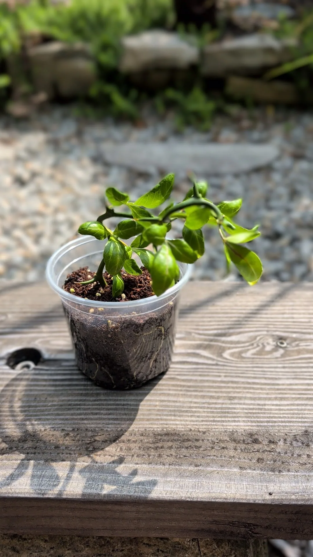 Flying Dragon Trifoliate Orange – Fully Rooted 6-Inch Live Plant from Cutting – Cold Hardy