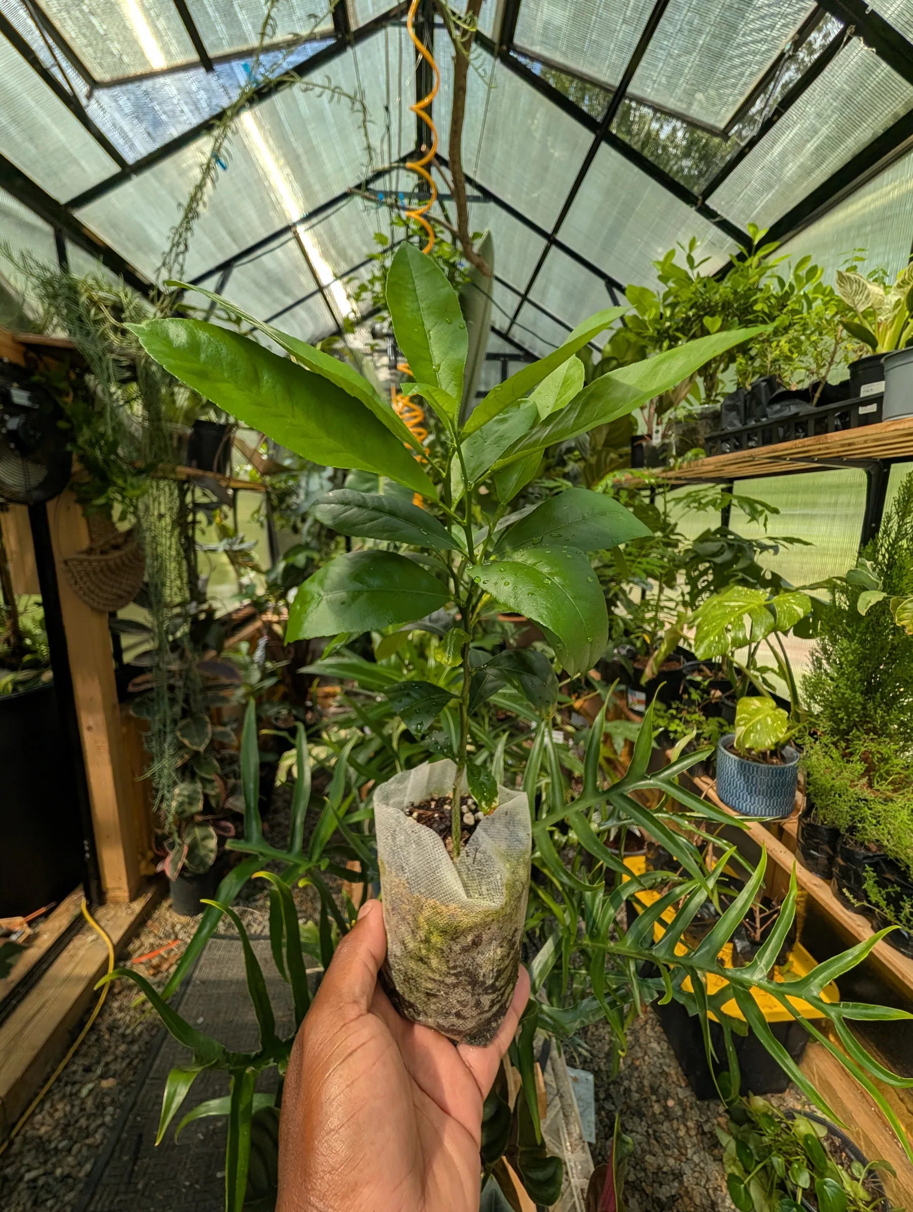 8" Panderosa Lemon Seedling