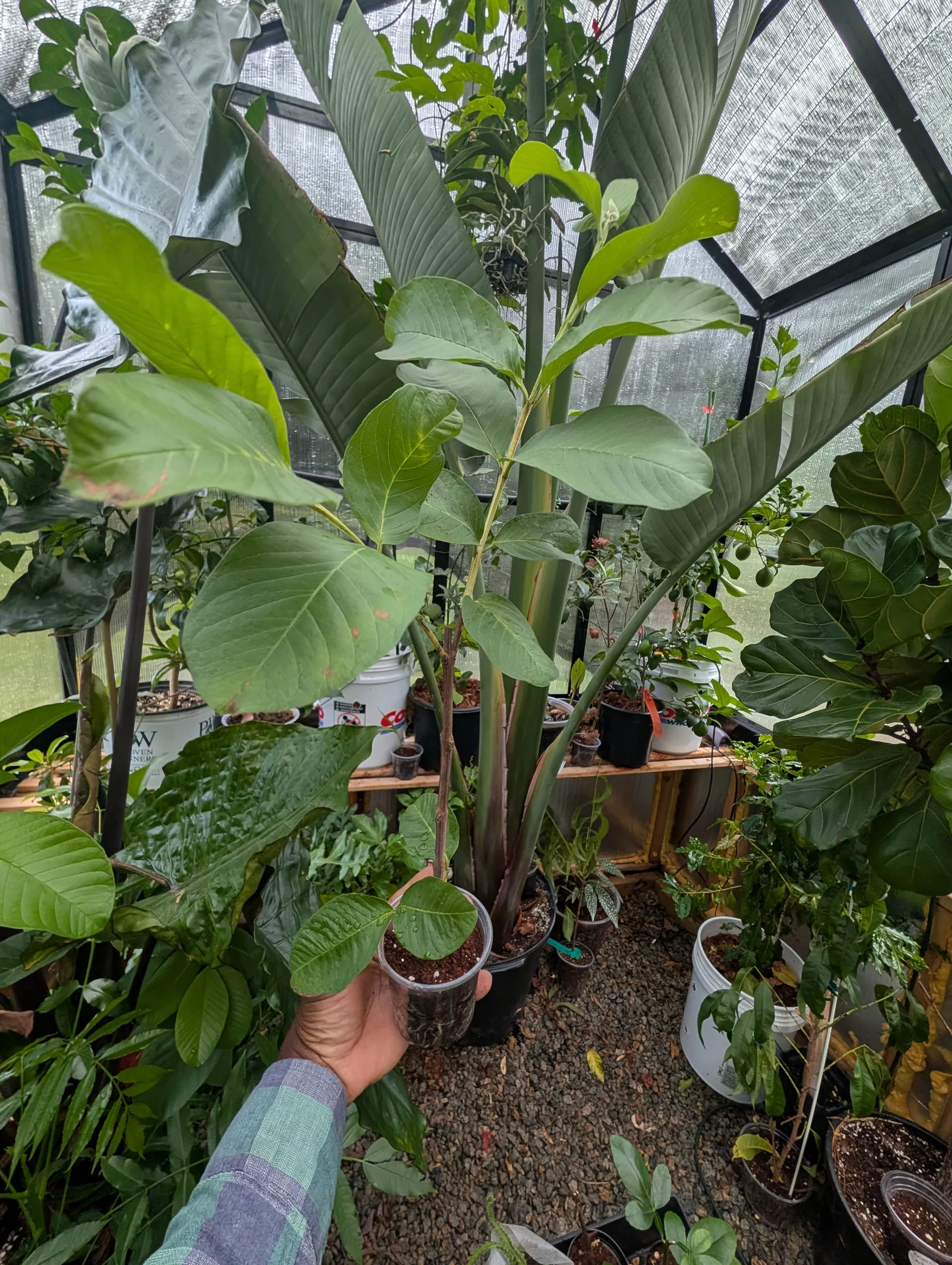 Pink Guava Cutting – Approx. 1 Foot Tall – From a Mature Plant