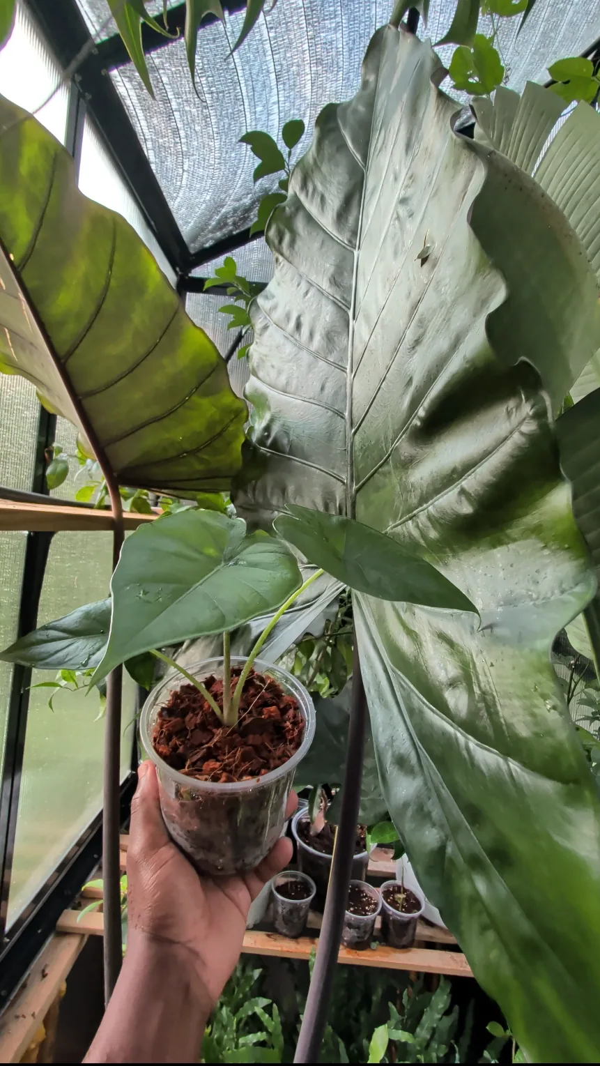 6" Elephant Ears - Metalhead Alocasia