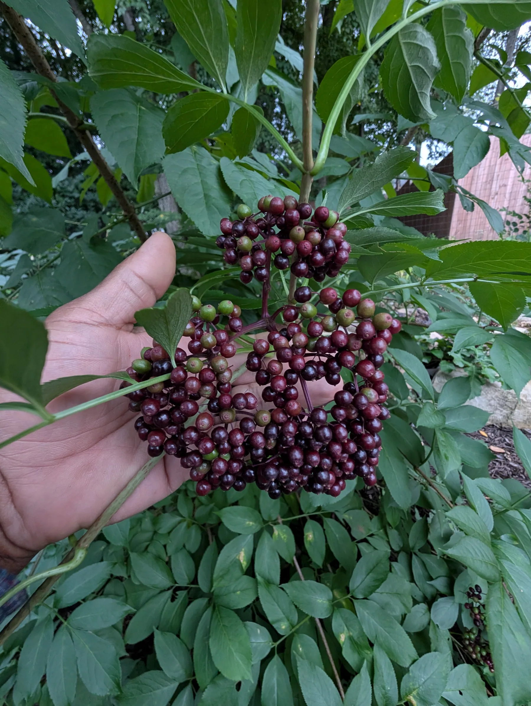 6" European Elderberry Cutting – Sambucus nigra