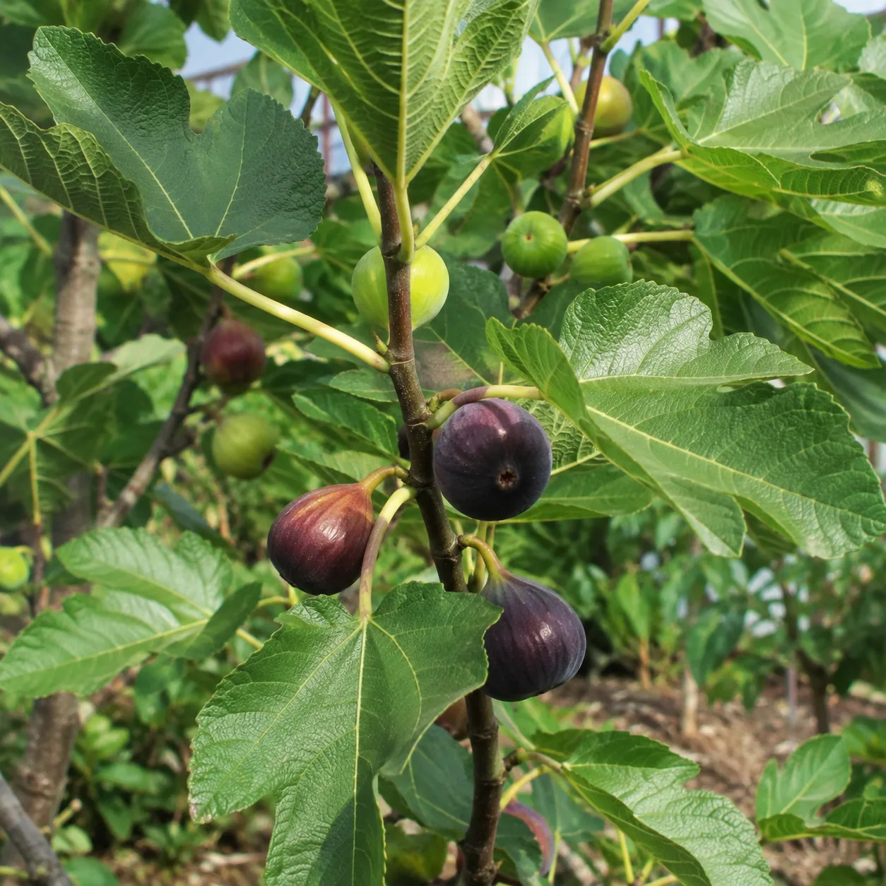 Fresh figs hanging on a tree branch