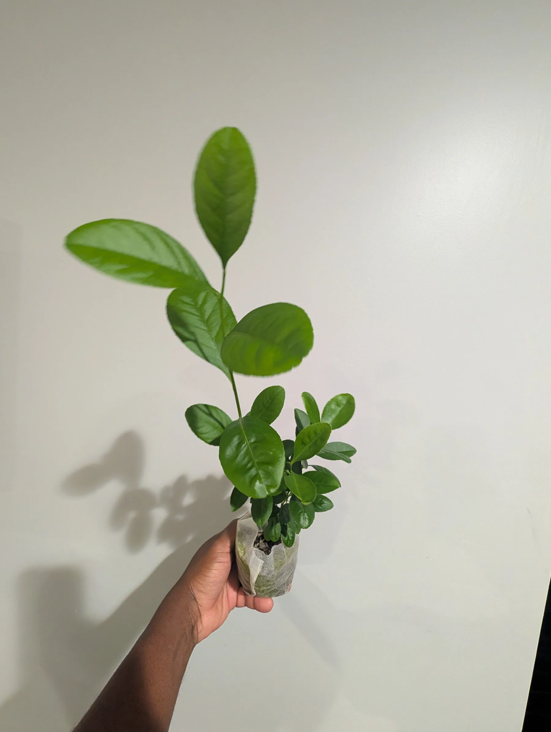 10" Meyer Lemon Seedling
