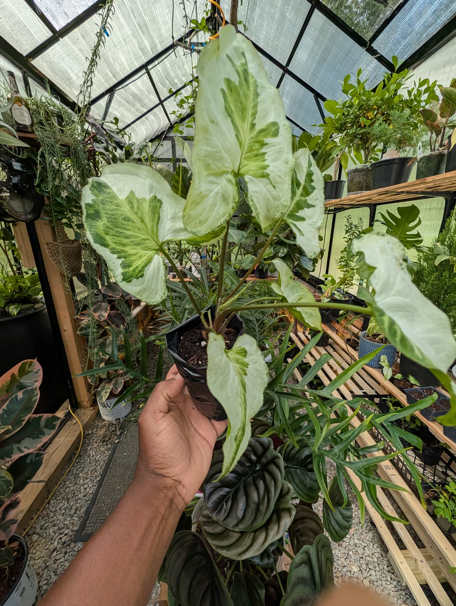 6" Cutting – Fully Rooted Syngonium ‘Three Kings’