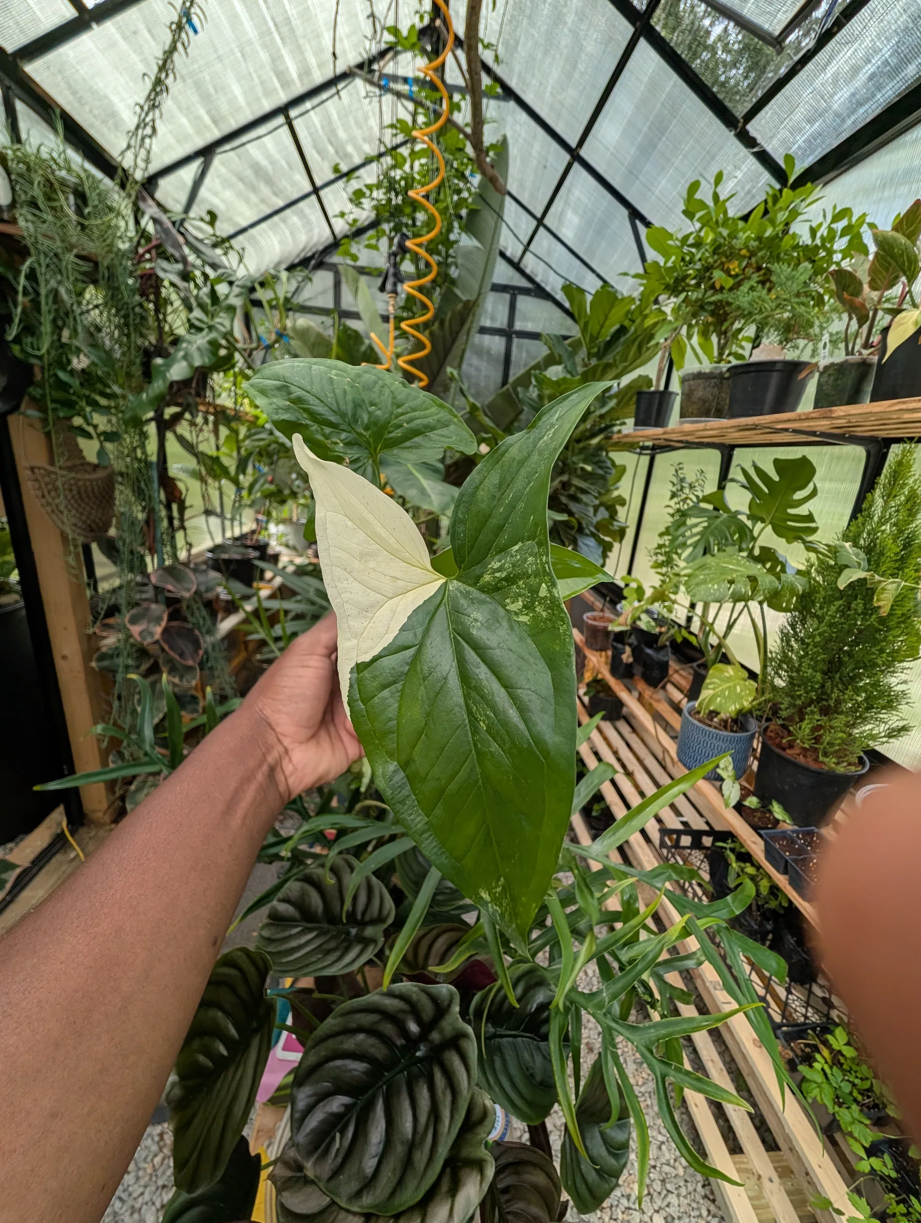 6" Cutting Variegated Arrowhead Vine