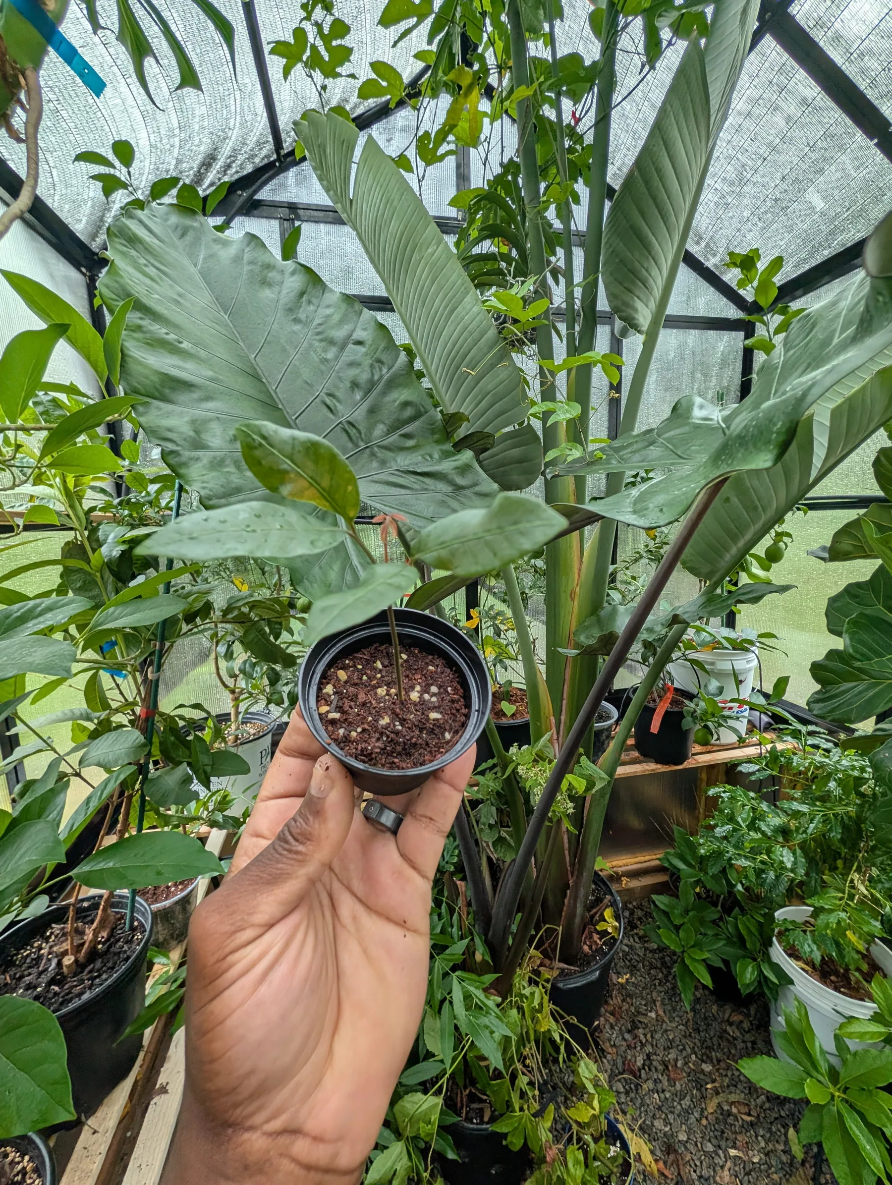 4” Longan Seedling – Live Tropical Fruit Tree
