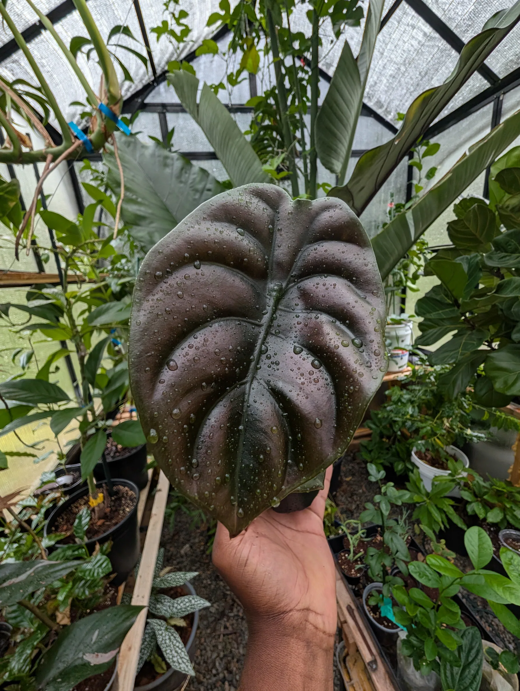 4" Alocasia ‘Red Secret’ – Fully Rooted Cutting