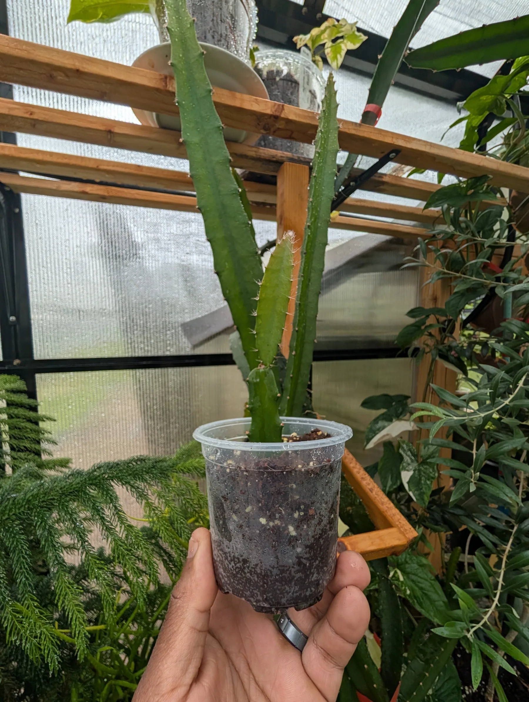 4” Yellow Dragon Fruit Mature Cutting – Fully Rooted