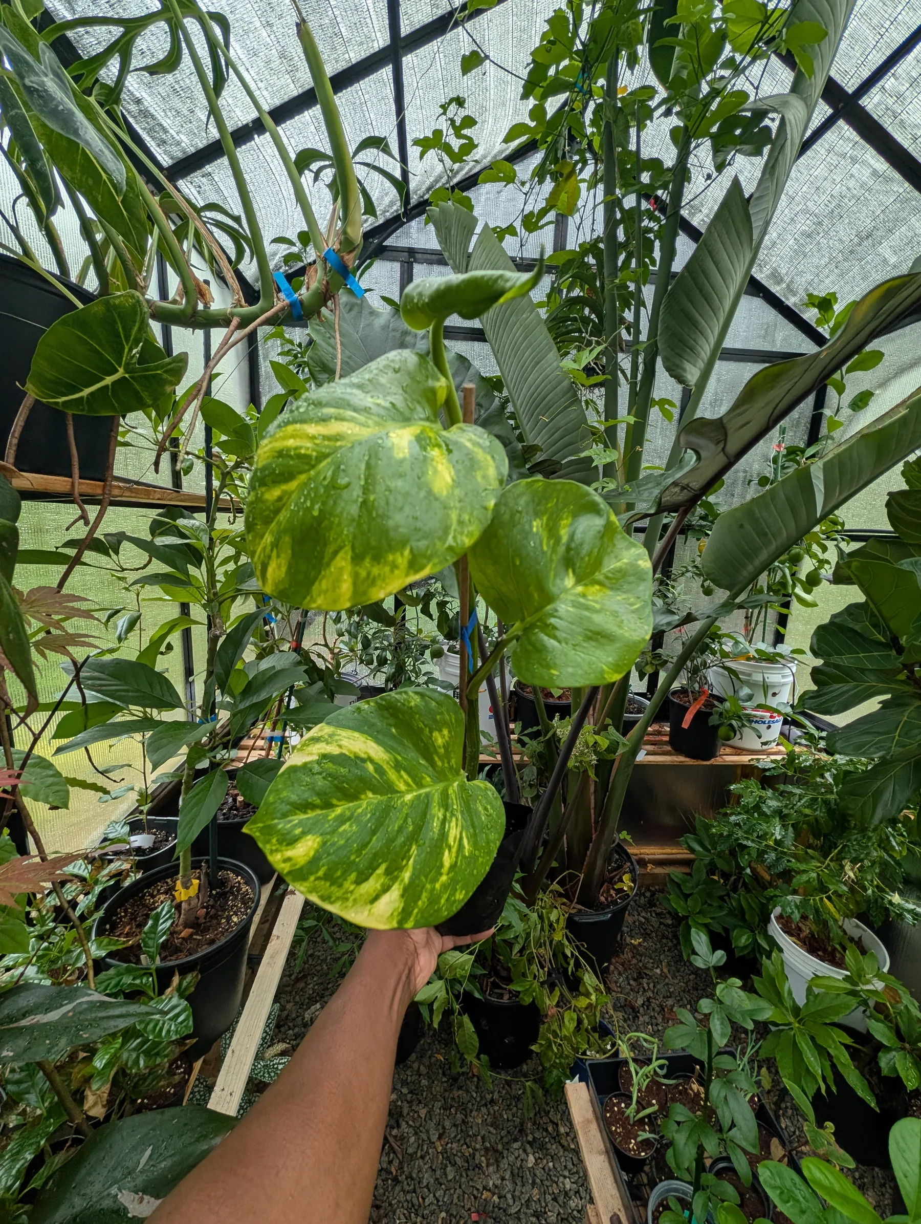 8” Golden Pothos Live Plant – Easy-Care Indoor Houseplant