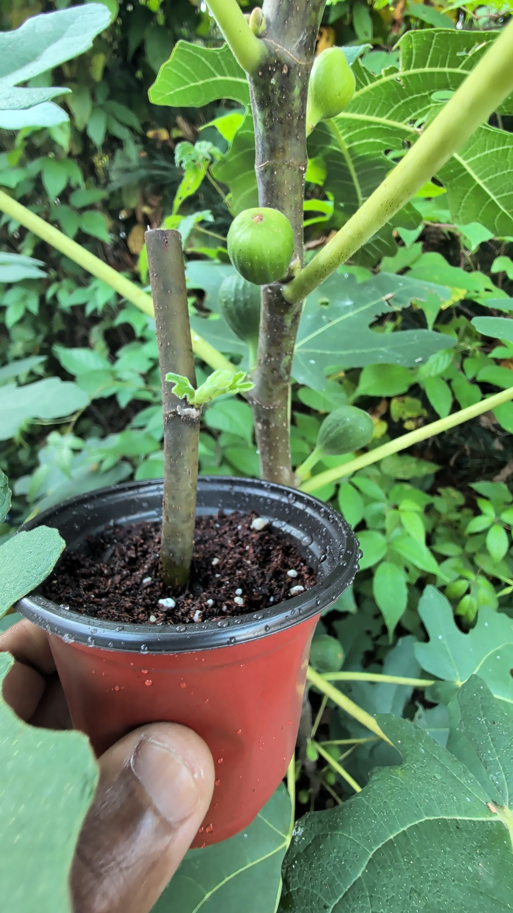 4" Chicago Hardy Fig Rooted Cutting